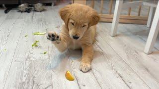 Dramatic Puppy Gets Absurdly Overexcited Over Fruits