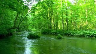 Deep Forest Green Stream. Nature Sounds Flowing Water. Sounds of River and Forest Birds Singing.