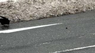 Smart Crow uses cars to crack nuts in Akita Japan near Senshu Park