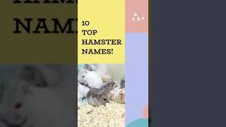  Top 10  Hamster Names  Names #shorts