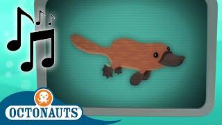 Octonauts - Double Billed Platypus and Others  Cartoons for Kids  Creature Reports