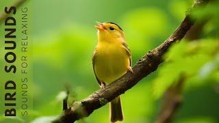 Birds Sounds 24 Hours - Birds Singing Without Music The Healing Power Of Bird Sounds