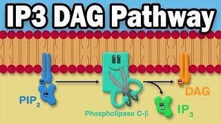 IP3 DAG Calcium Pathway