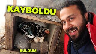 Asil Hint Tavuğum Kayboldu Bakın Nerede Buldum - Gurk Tavuk - Yumurta Zulası Buldum - Keklikler