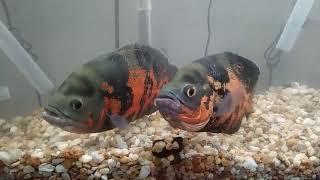 Tiger Oscars Moving Rocks In Aquarium