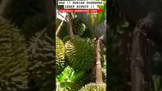 LUAR BIASA LEBAT BINGIT DURIAN PUPUK HERBAFARM #durian #pupukdurian #durianlebat