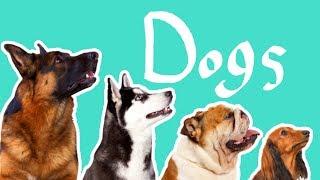 15 Dog Breeds  Dogs for Kids