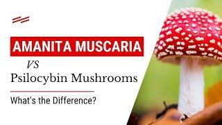 Amanita Muscaria vs Psilocybin Mushrooms Whats the Difference?