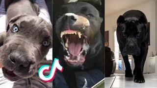 Cane Corsos are Badass and Cute - Tiktok Compilation