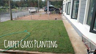 Carpet Grass Planting  Penanaman Rumput Carpet