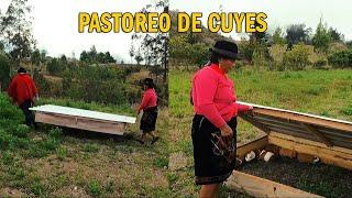 CRIANZA DE CUYES - PASTOREO EN JAULAS