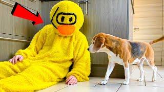 Funny Dog Surprised by RUBBER DUCKY