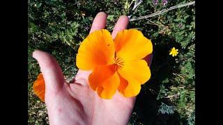 Todays Featured Plant of the Day California Poppy Eschscholzia californica