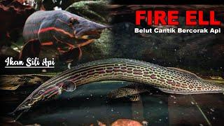 Belut Cantik Sili Api  Fire Eel Fish