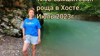 Тисо-самшитовая роща в Хосте. Июль 2023г#хоста #сочи #хостаотдых