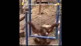 saddest video ever #trend #short #funny #monkey #viral  #clashroyale #brawlstars #fortnite