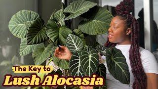 This is why your Alocasia is struggling