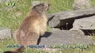 CameraTalk Alpine Marmot - Murmeltier