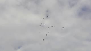 Полёт  голубей Романа. Сизые бакинские в небе  Отличная игра красивый полёт   #pigeons#
