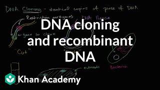DNA cloning and recombinant DNA  Biomolecules  MCAT  Khan Academy