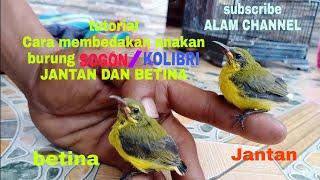 Ciri ciri Sogon jantan dan betina.cara membedakan jantan dan betina pada anakan sogok ontong.kolibri