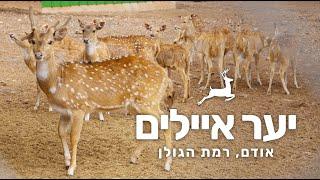 יער איילים אודם רמת הגולן