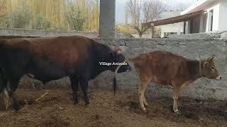 Beautiful cow   Village Animals 