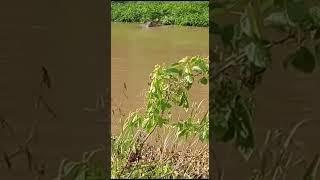 DETIK DETIK BUAYA MEMAKAN MANUSIA DI KOLAKA TIMUR..