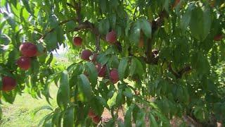 Target Aldi recall peaches tied to salmonella outbreak