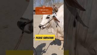 Say mashallah #arabic #cow #shortvideo #viral