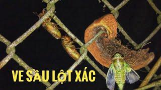 Đi Bắt Ấu Trùng Ve Sầu - Cận Cảnh Ve Sầu Lột Xác  Cicadidae - larva metamorphosis