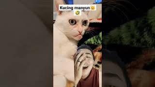 Kucing Manyun #shorts #reaction