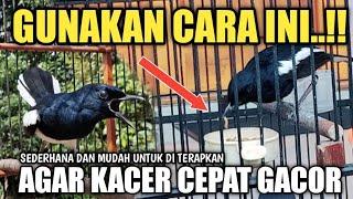 BEGINI.. CARA MUDAH AGAR KACER CEPAT GACOR  Mbagong Channel