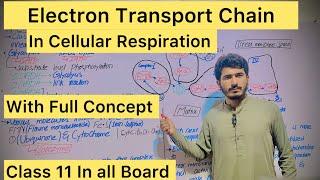 Electron Transport Chain ETC  Cellular respiration#mcat