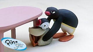 Pingu and Pinga   Pingu - Official Channel  Cartoons For Kids