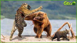 Tragic Moment When Giant Bear And Wild Animal Fight For Life Caught On Camera  Fighting Animals