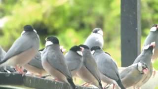 Hawaii wild Java sparrows in my garden      裏庭はわい島　今日の裏庭