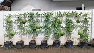 cara menanam semangka di musim hujan  how to plant watermelon in rainy season