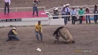 Rodeo Thugs Terrorize Kill Horses for Fun