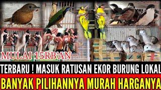  BONGKARAN TERBARU  RATUSAN EKOR BURUNG LOKAL HARI INI MASUK HARGA MULAI 15RBAN 0838-7553-6945