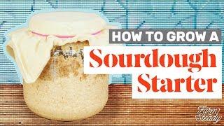 How to Grow a Sourdough Starter at Home