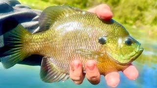 I found the GIANT River Bluegills again