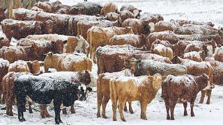 Los ganaderos estadounidenses crían millones cabezas ganado en la temporada nieve esta manera