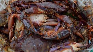 Sea cucumbers & crabs big red legs crawling all over the floor