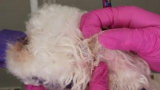 Intense Dog Ear Hair Removal