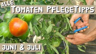 Die wichtigsten Tomaten-Tipps für Juni und Juli