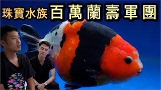 百萬蘭壽金魚軍團，新生代金魚店家-珠寶水族，小楊用自己的養魚魂挑選每隻精品金魚