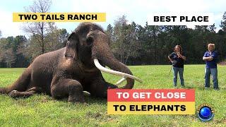 The Best Place To See Florida Elephant