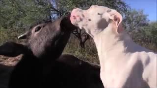 Pit Bull attacks Water Buffalo with Kisses -- NO concern for being different...