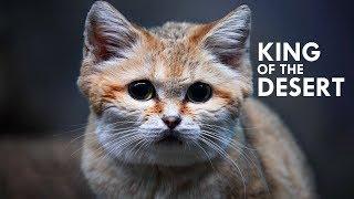 Sand Cat The King of the Desert